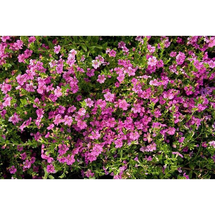 Monrovia 2 6 Quart In Itsy Bitsy Rose False Heather At Lowes Com