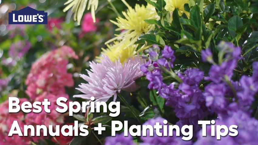 Planting Tips for Spring Annuals: Video