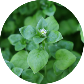 https://mobileimages.lowes.com/marketingimages/01508910-e906-42ba-be6f-dee8979cddf9/weed-killers-and-preventers-chickweed-weed-type2.png?im=Scale,width=1,height=1