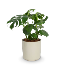 House Plants Plant Package Type Planter