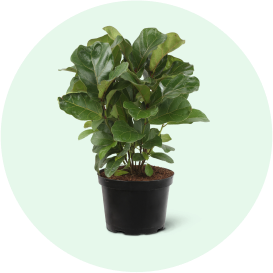 https://mobileimages.lowes.com/marketingimages/0e808313-05ca-40b4-a580-b4d091012e83/garden-center-find-your-perfect-indoor-plant-low-maintenance.png?im=Scale,width=1,height=1