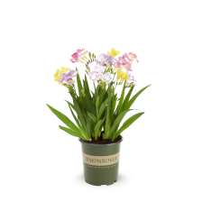 Perennials Bloom Color Family Multicolor