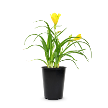 Perennials Plant Package Type Pot
