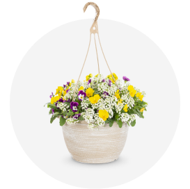 Colorful annual flowers in a cream colored hanging basket.