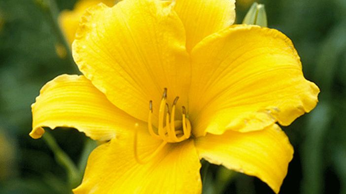 Select And Grow Daylilies