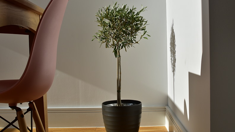 Fruitless Olive Tree: Plant Care & Growing Guide