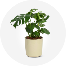 A Monstera Little Swiss house plant in a white planter.