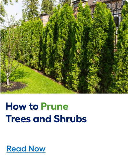 How to prune trees and shrubs. Read now. 	
