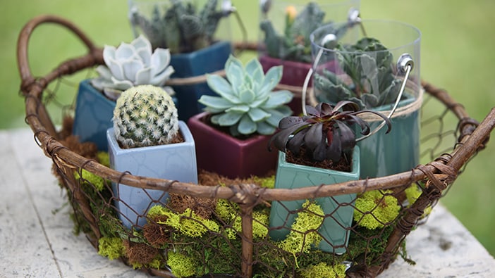 Cactus and Succulents Dish Drying Mat Succulents Drying Pad 