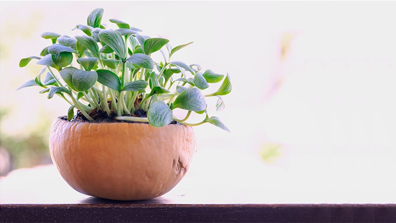 How to Create and Style a Pumpkin Planter | Lowe’s