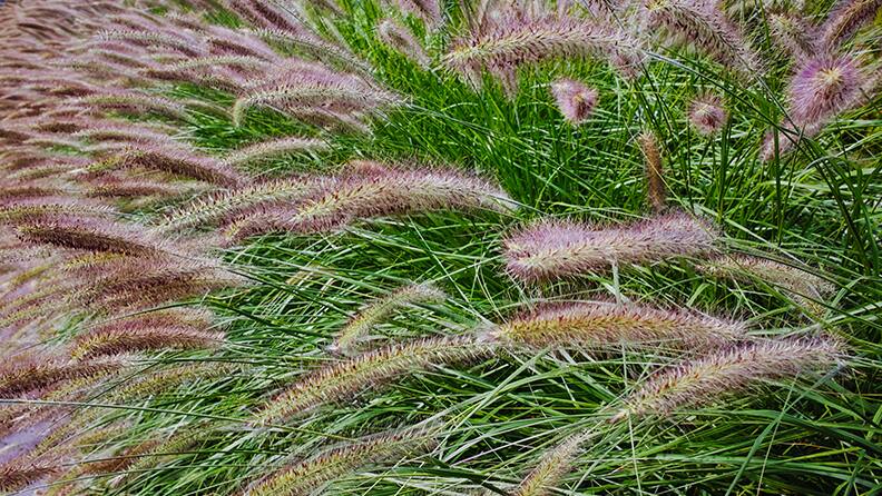 Pink Pampas Grass Seeds - 100 Seeds - Ornamental Grass for Landscaping or Decoration - Made in USA