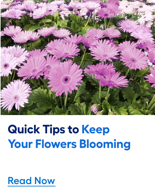 Quick tips to keep your flowers blooming. Read now.