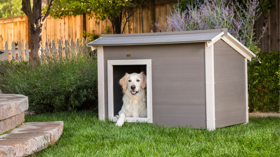 The Best Doghouses for Your Best Friend