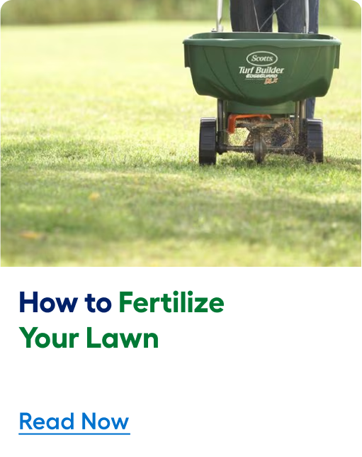 How to fertilize your lawn. Read now.