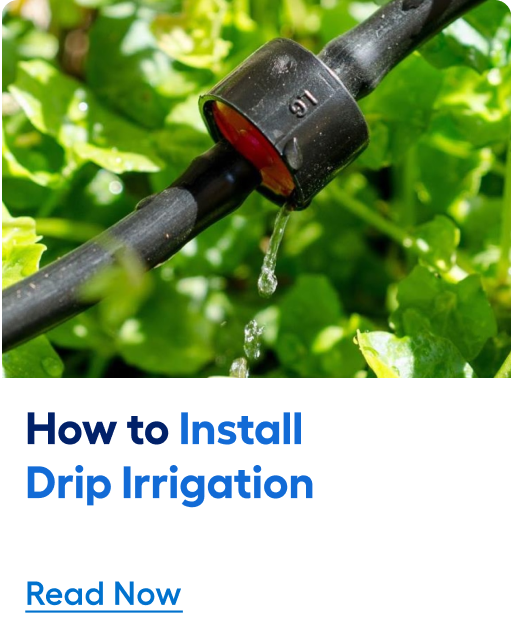 How to install drip irrigation. Read now.