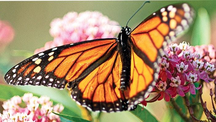 Designing a Dream Butterfly Garden