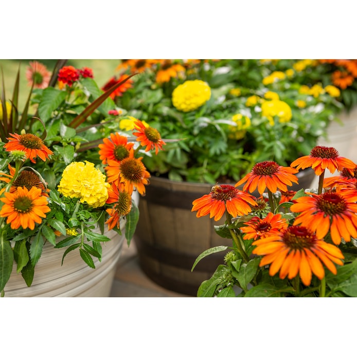 Style Selections  Brown Recycled Plastic Whiskey Barrel Planter, Miracle-Gro potting mix, & Vibrant Yellow Mums Collection