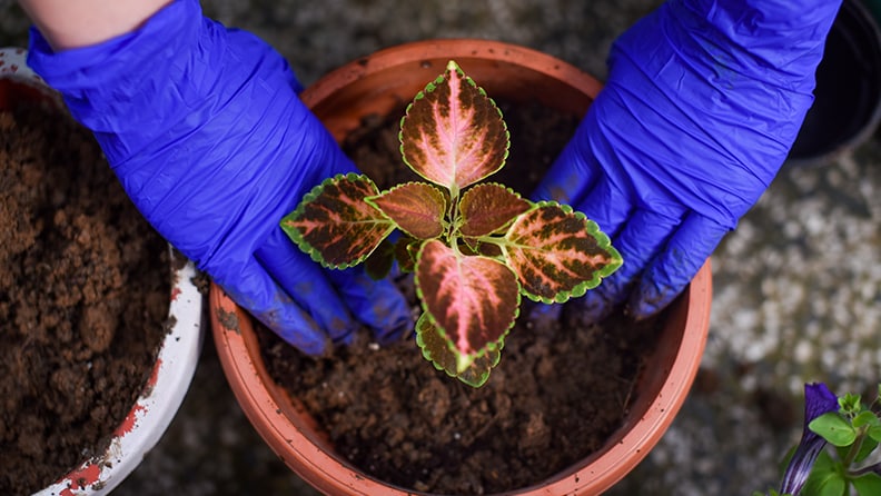 Soil Preparation: Creating an Ideal Environment for Coleus Growth