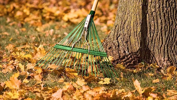 How To Prepare Trees and Shrubs for Winter