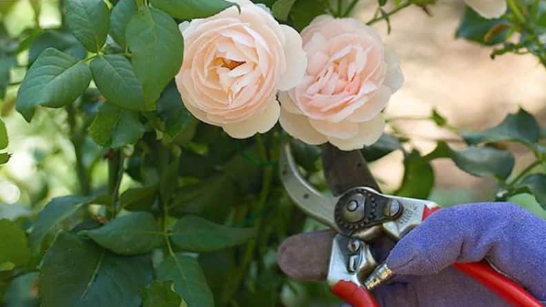Pruning roses and cleaning your shears: What to do in the garden
