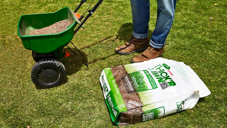 How to deals seed a lawn