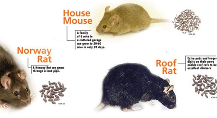ht identify rat mice issues hero