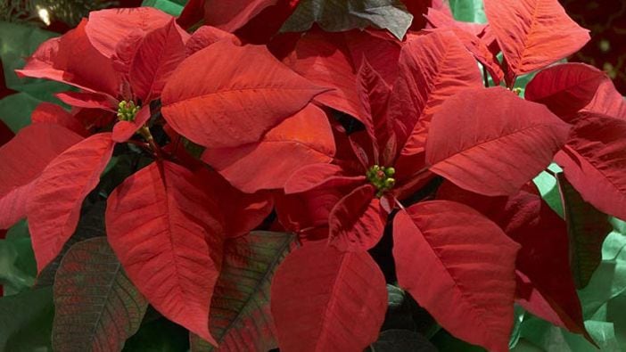 Selecting And Caring For A Poinsettia Lowe S