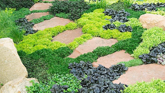 6 Ideas For Ground Cover Plants, Best Ground Cover For Landscaping