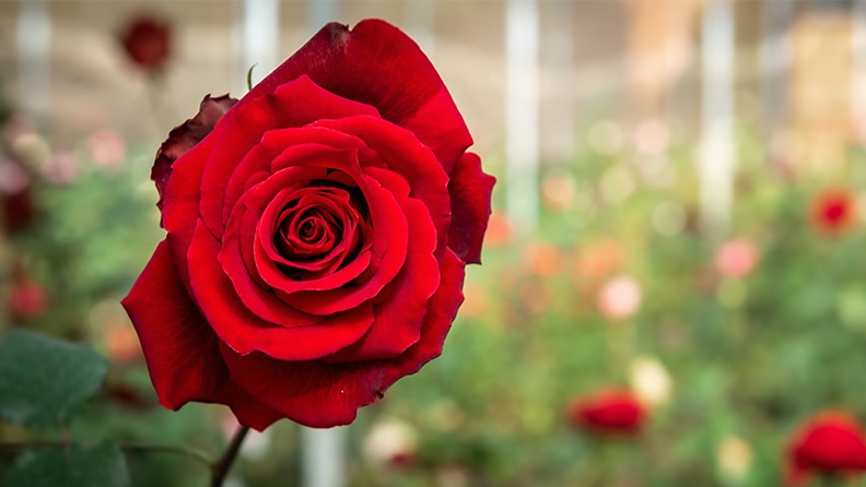 Types of Roses and Rose Care