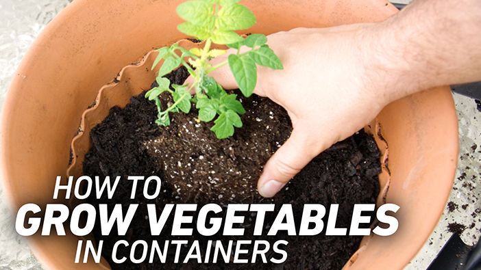 Growing Vegetables in Tubs