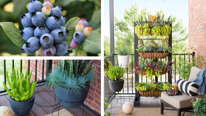 https://mobileimages.lowes.com/marketingimages/84186564-cf6b-4800-86bb-143d2be20397/balcony-garden-blueberries-garden-pots-vertical-planter-collage.jpg?scl=1