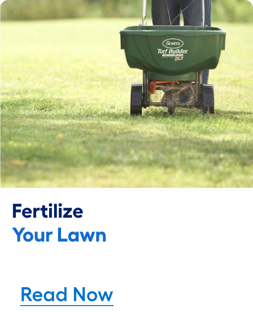 How to Fertilize Your Lawn. Read article now.