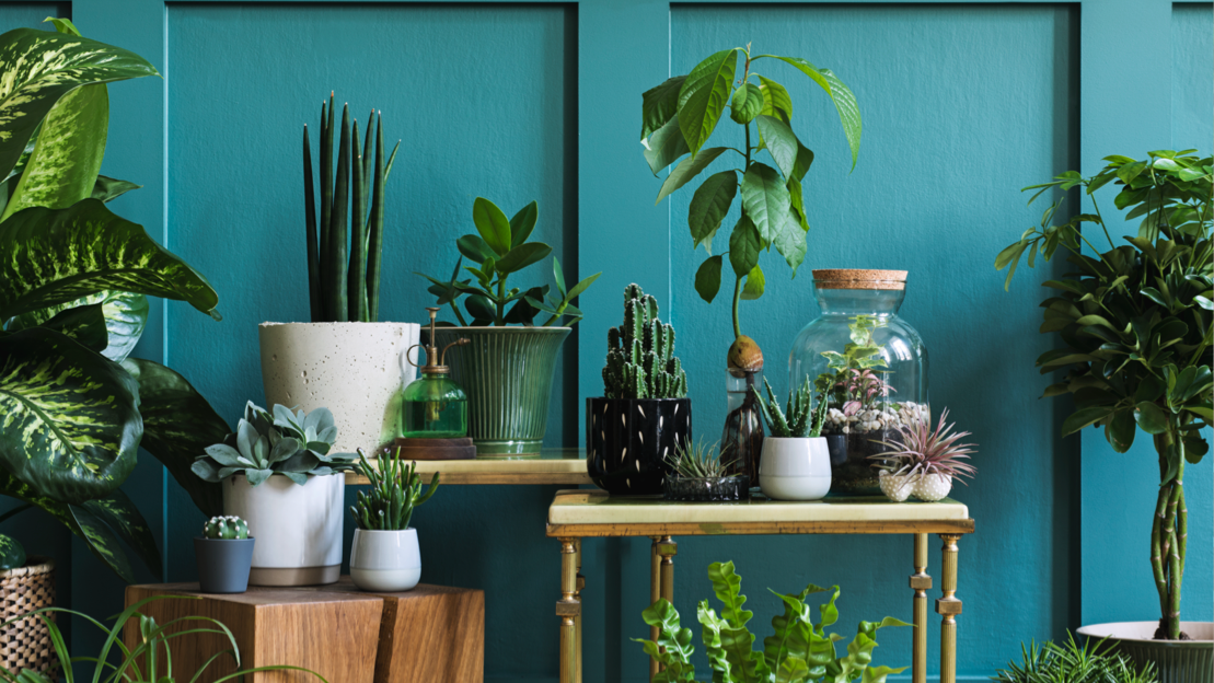 https://mobileimages.lowes.com/marketingimages/88aafe23-42c2-419a-af36-7427fc360585/room-blue-walls-plants-ah.png