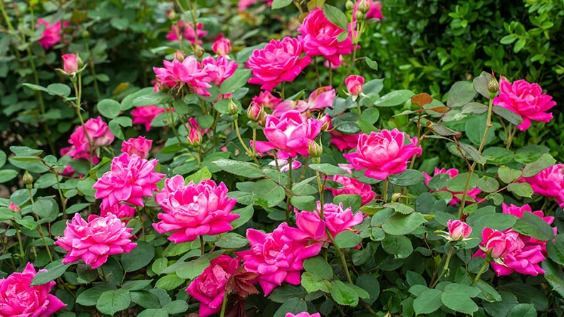 How To Plant And Grow Knock Out Roses
