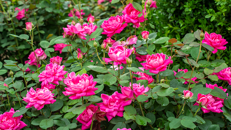 Knock Out Roses Care, Planting & Pruning