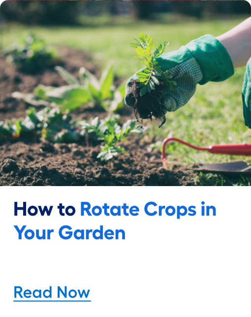 How to rotate crops in your garden. Read now.