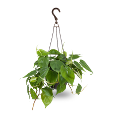 House Plants Plant Package Type Hanging basket