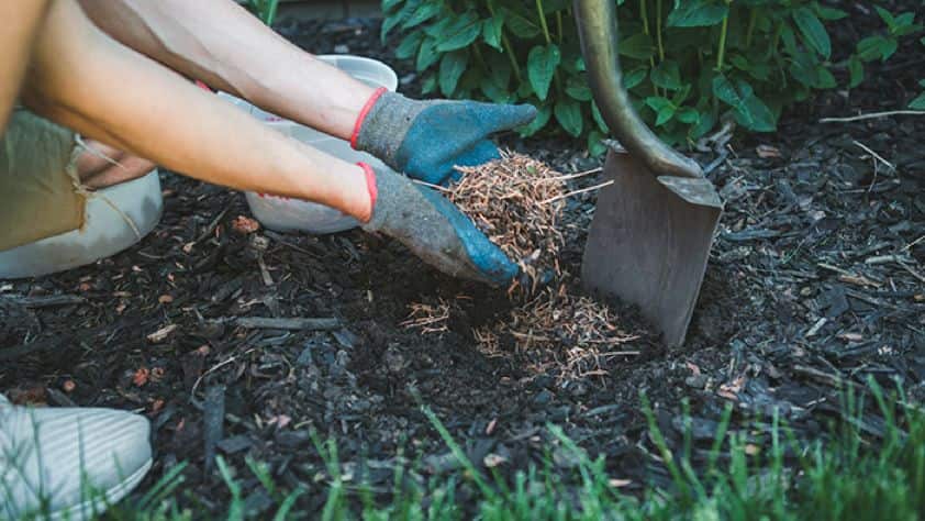 Mulch glue on mulch tree rings : r/landscaping