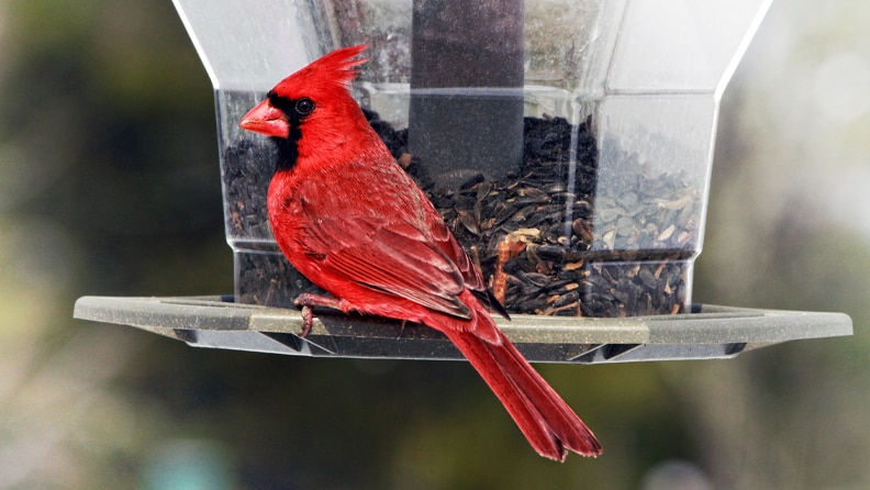 Twigs Platform Bird Feeder