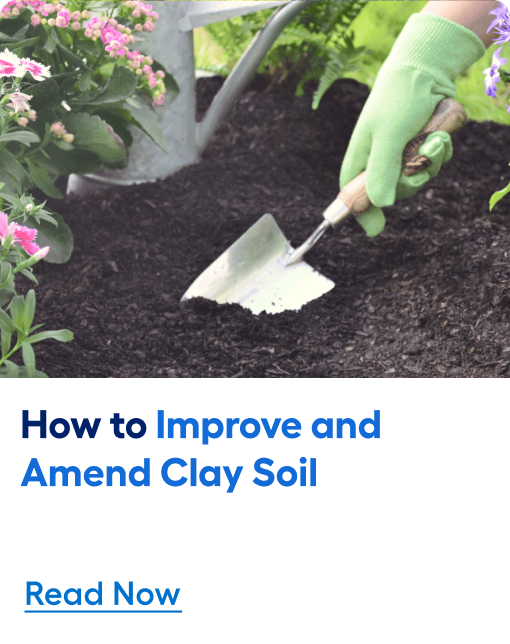How to improve and amend clay soil. Read now.