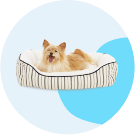 A small long-haired dog lying in a striped dog bed.