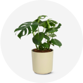 Lowes plants discount