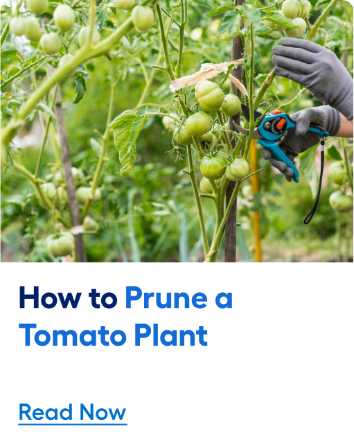 How to prune a tomato plant. Read now.