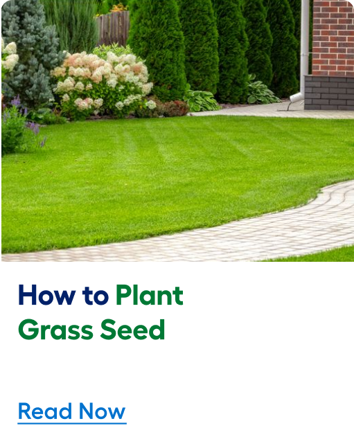 How to plant grass seed. Read now.