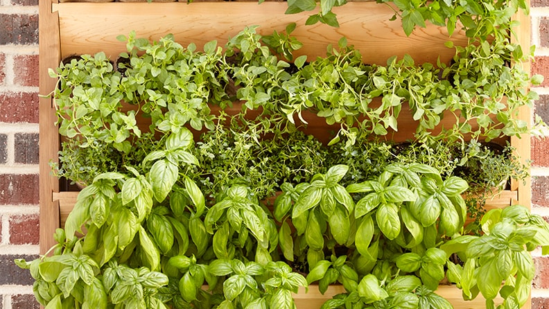 Grow an Herb Garden