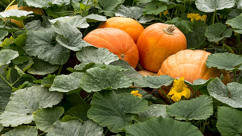 Lowes pumpkins store