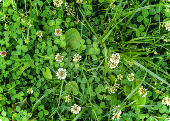Grass with clover mixed in.