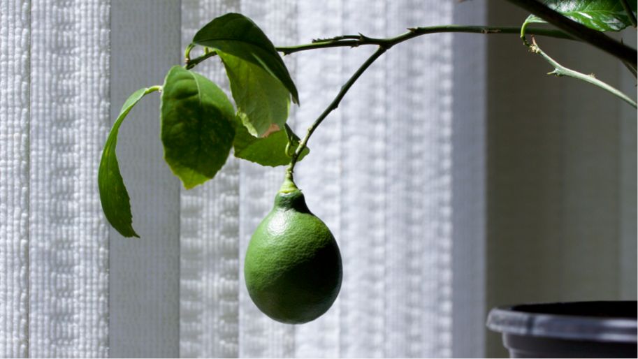 Dwarf Fruit Trees Buying Guide Lowe's