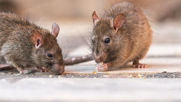 How to Get Rid of Rats & Mice