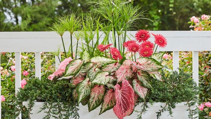 6 Knockout Container Garden Ideas For Large Flower Pots Planters Etc